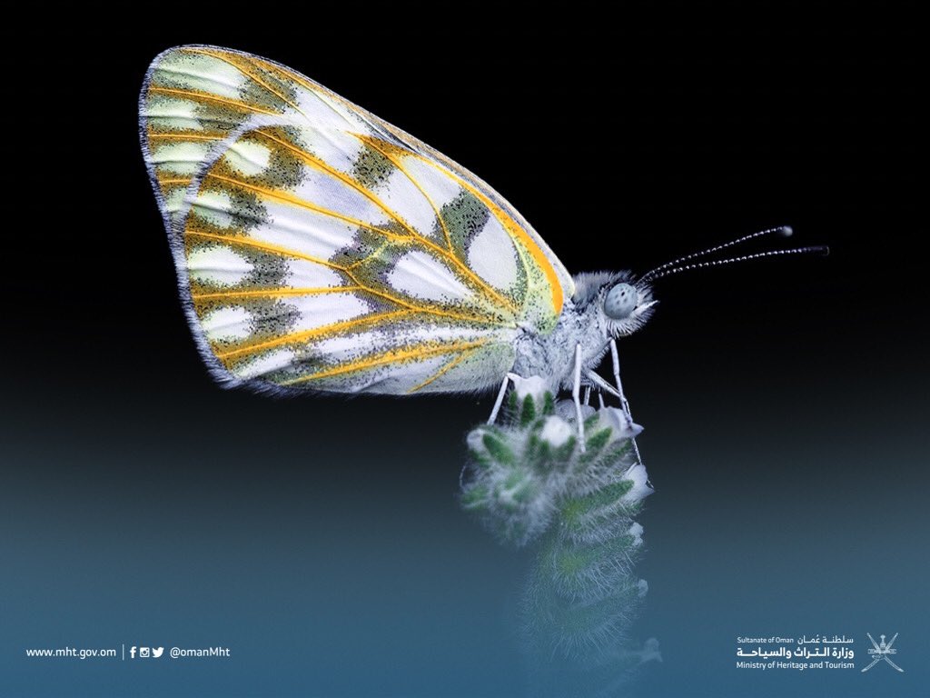 OmanMHT's tweet photo. 🦋 نبارك للفائزين في  "مبادرة الفراشات العمانية" التي تنظمها الوزارة
(مسابقة أفضل صورة للفراشات)🦋
#تراث_وسياحة

@Mawaridom
@OMIFCO 

🦋المركز الأول: https://t.co/0Pd2vLrZ6z