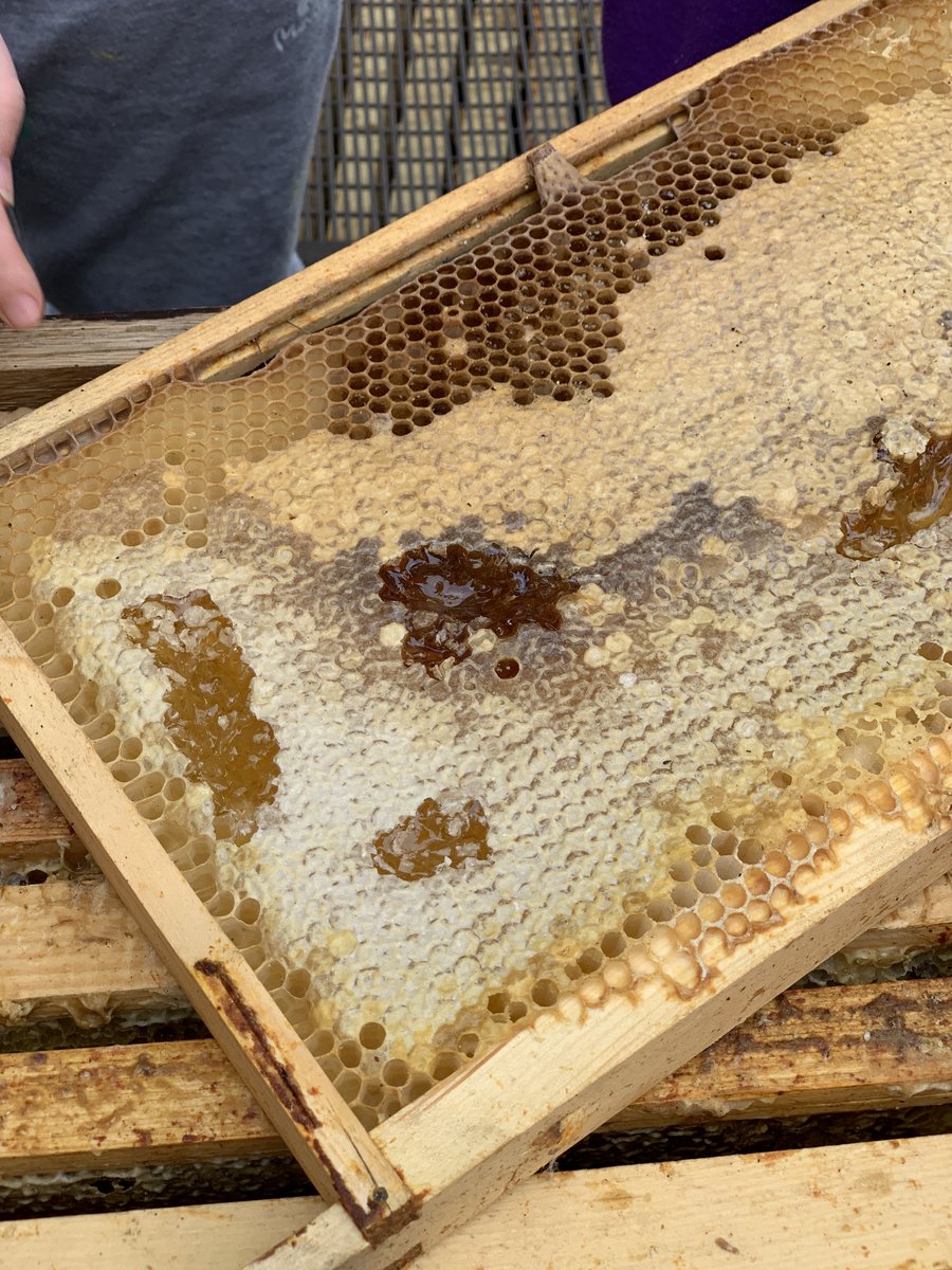 Oola_Tidytowns's tweet photo. Fantastic bee talk had our Youth Club buzzing. Peter was describing the two varieties of honey on the one tray. Notice the dark in the middle and the lighter on the edge. #WorldBeeDay2022 https://t.co/AnGFn842Ra