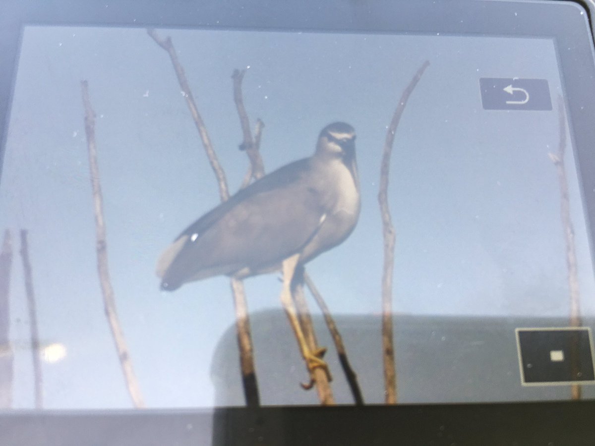 Buteo buteo (@faunainatura) / Posts / X
