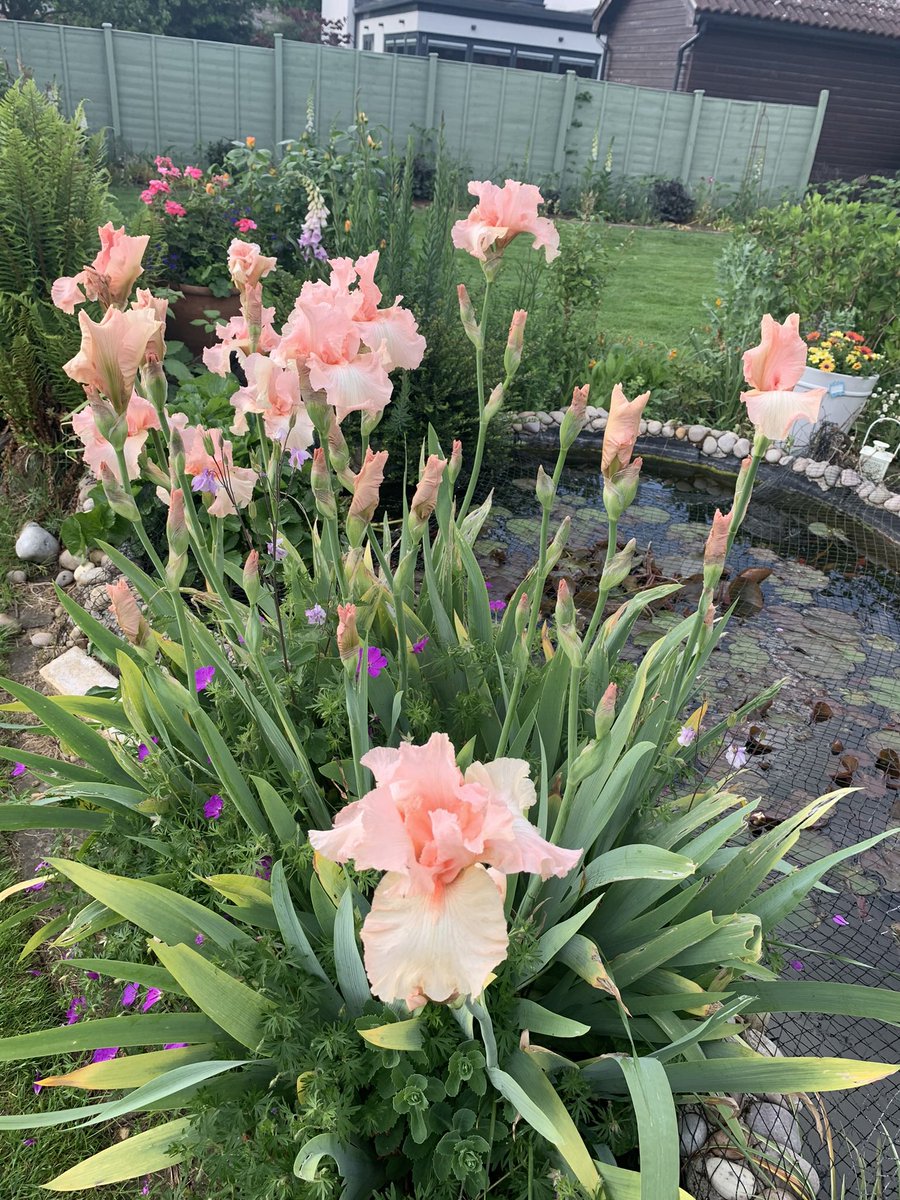 bevsteensma's tweet photo. Beautiful May!! https://t.co/4zfAI5tCJ4