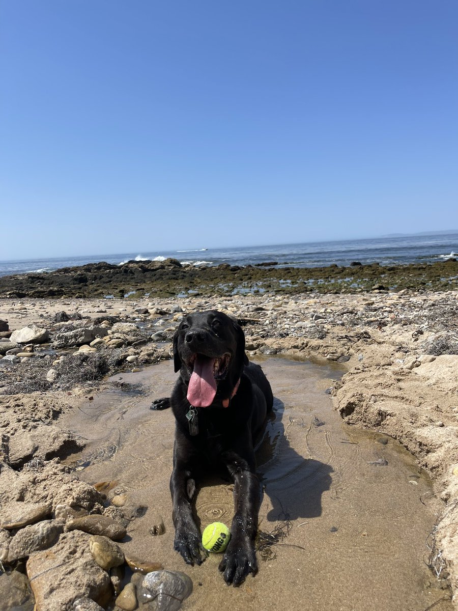 Newport/Corona Del Mar area, my dog crash is missing, black lab, camo collar, he is chipped!!! Please spread the word and any info please!!!! Got out my back yard, buck gully is behind me!!!