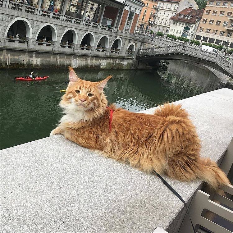 usacatlover40's tweet photo. https://t.co/H2tM9TD01g
