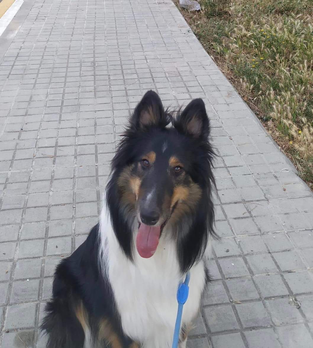 siviaromera1's tweet photo. BARCELONA
NECESITAMOS ACOGIDA URGENTE O ADOPCION PARA ZEUS EN BCN🙏Zeus es un Rough Collie de 2 años maravilloso con personas y perros, PERO NO APTO CON GATOS. Es un perro 10: pasea de maravilla, es muy sociable, juguetón y activo
669196818 (whatsapp) https://t.co/YKV86NkOlX