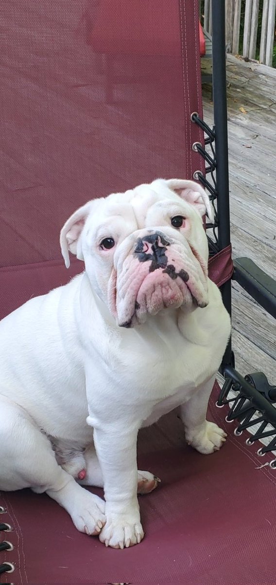 RyanTrainorUGA's tweet photo. ITS MUNSONS 1ST BIRTHDAY! https://t.co/bhoExGN6pf