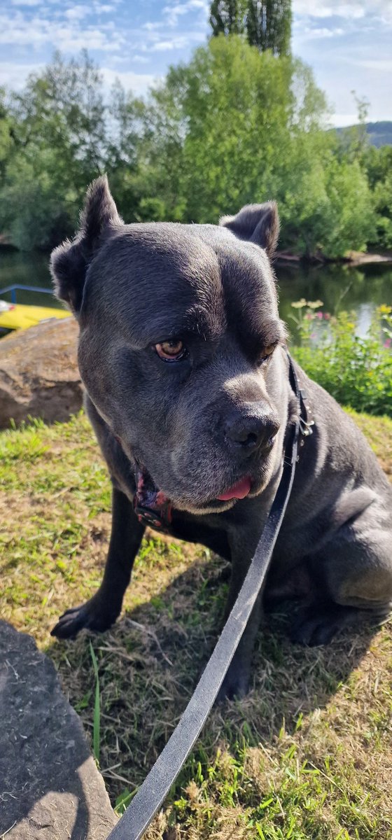 bil1971's tweet photo. Morning , it's lush at symonds yat this morning,  I think bailey wants to go for a cruise up the river !! @wearetherillers #vanlife #dogsoftwitter https://t.co/mjKygQ1hcx