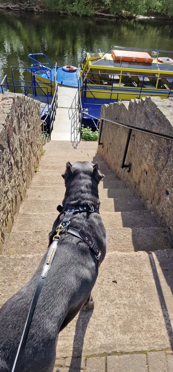 bil1971's tweet photo. Morning , it's lush at symonds yat this morning,  I think bailey wants to go for a cruise up the river !! @wearetherillers #vanlife #dogsoftwitter https://t.co/mjKygQ1hcx