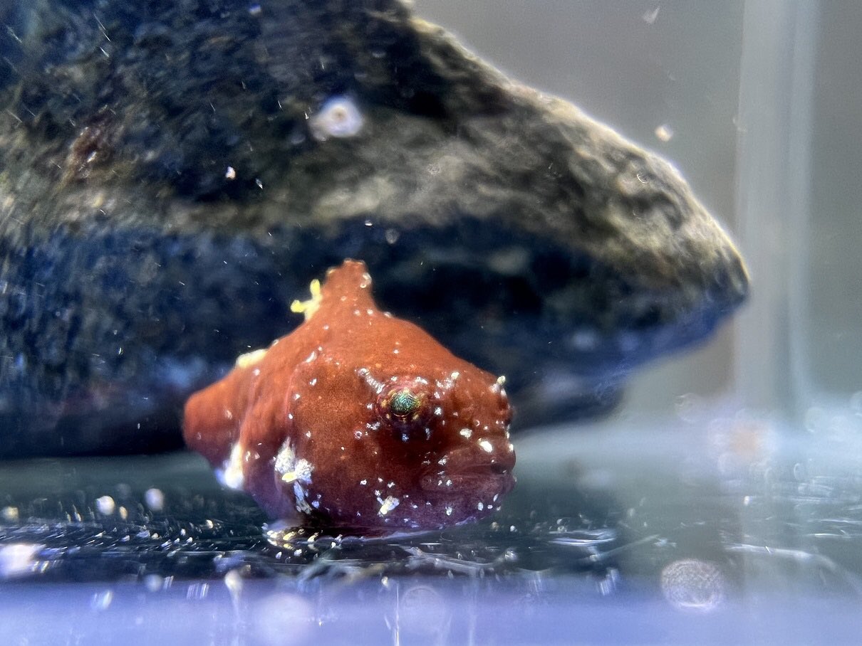 上越市立水族博物館 うみがたり on X: 