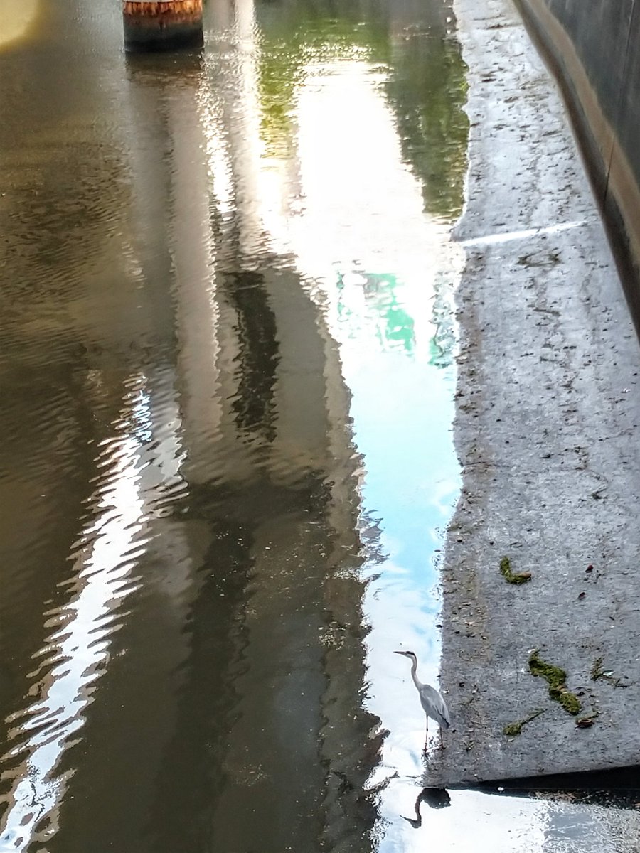 日本橋川に鷺が集まっています 浅瀬 高水敷 に集まる小魚を狙っているようですが 僅かの間に数回啄むのを見ると 絶好の水位のようです 手前のアオサギ 若鳥 の他 コサギ4羽が熱心に啄んでます 鎧橋 中央区 中央区民ニュース 日本橋川に鷺が集まっています 浅瀬 高水敷 に集まる小魚を狙っているようですが 僅かの間に数回啄むのを見ると 絶好の水位のようです 手前のアオサギ 若鳥 の他 コサギ4羽が熱心に啄んでます 鎧橋 中央区 中央区民ニュース