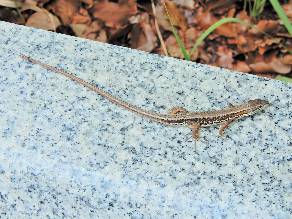 サービスセンター前で ニホンカナヘビ に出会いました とても臆病な性格で 人や他の動物に気付くと隙間や茂みに素早く隠れてしまいます 見かけたら そっと観察してくださいね 葛西臨海公園 カナヘビ 江戸川区 江戸川区民ニュース サービスセンター前で ニホンカナヘビ に出会いました とても臆病な性格で 人や他の動物に気付くと隙間や茂みに素早く隠れてしまいます 見かけたら そっと観察してくださいね 葛西臨海公園 カナヘビ 江戸川区 江戸川区民ニュース