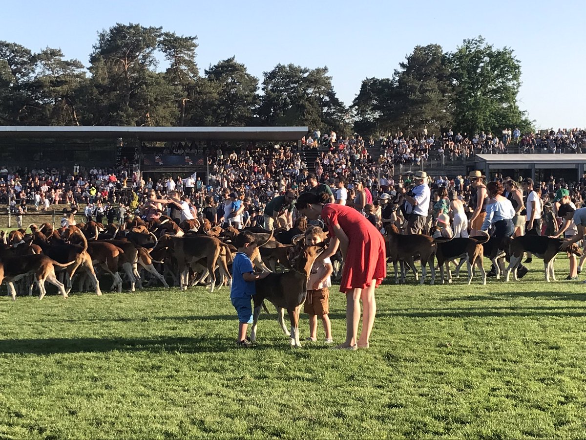 AimyG's tweet photo. Exemple de la méchanceté des chiens de #chasseacourre , hier à la fête de la #chasse de #Fontainebleau 📯🔆 https://t.co/RDx4386GQ8
