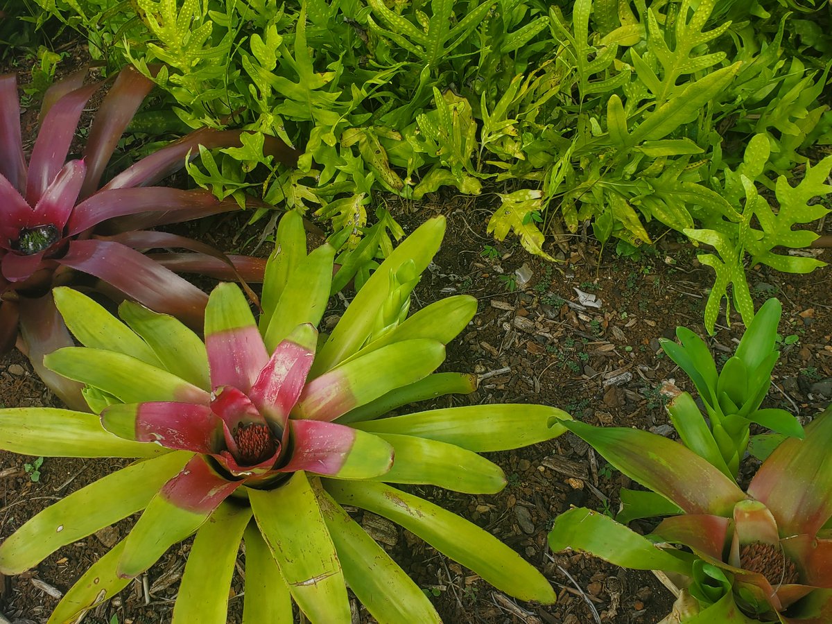 ryanfoland's tweet photo. Another #Kauai edition #LizardChallenge.
Can you π the π¦ I saw?
And I'm boarding my flight home, so this is a limited edition, lol. https://t.co/0vX3d2GjkO