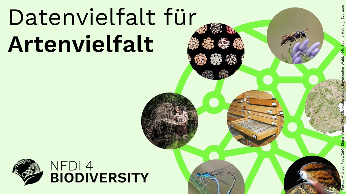 NFDI4BioDiv's tweet photo. Rund 50 Partner, ein Ziel: Daten zur #Biodiversität besser zugänglich machen – für den Erhalt der #Artenvielfalt. Welche Akteure tun sich in #NFDI4Biodiversity zusammen &amp; um welche Daten geht es genau? Das erklären sie in unserer neuen Serie. #BiodiversityDay #TagDerArtenvielfalt https://t.co/5Z7C3txI4b