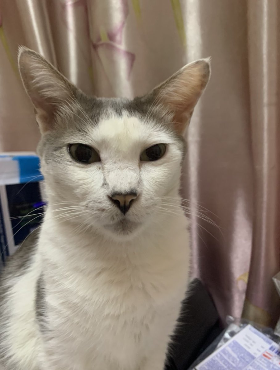 sunflwrsya's tweet photo. ‼️MISSING CAT ‼️ 
-Area rumah Kg Kubu Gajah,Sungai Buloh
-Ciri2 kucing: 
-Neutered MALE cat 
-ONE DOT on his right hand. 
-lots of dots at 1 of his ears 
-Grey&amp;white 
-Rambut mangkuk. 
-Green eyes 
Contact me at 0183643353/dm. Rewards will be given to those who found. Thank you🙏🏻 https://t.co/J43ZY0y0Ti