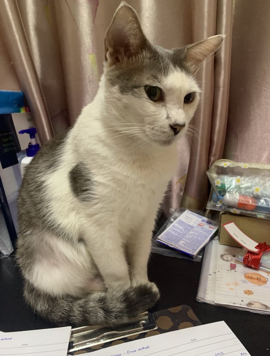 sunflwrsya's tweet photo. ‼️MISSING CAT ‼️ 
-Area rumah Kg Kubu Gajah,Sungai Buloh
-Ciri2 kucing: 
-Neutered MALE cat 
-ONE DOT on his right hand. 
-lots of dots at 1 of his ears 
-Grey&amp;white 
-Rambut mangkuk. 
-Green eyes 
Contact me at 0183643353/dm. Rewards will be given to those who found. Thank you🙏🏻 https://t.co/J43ZY0y0Ti