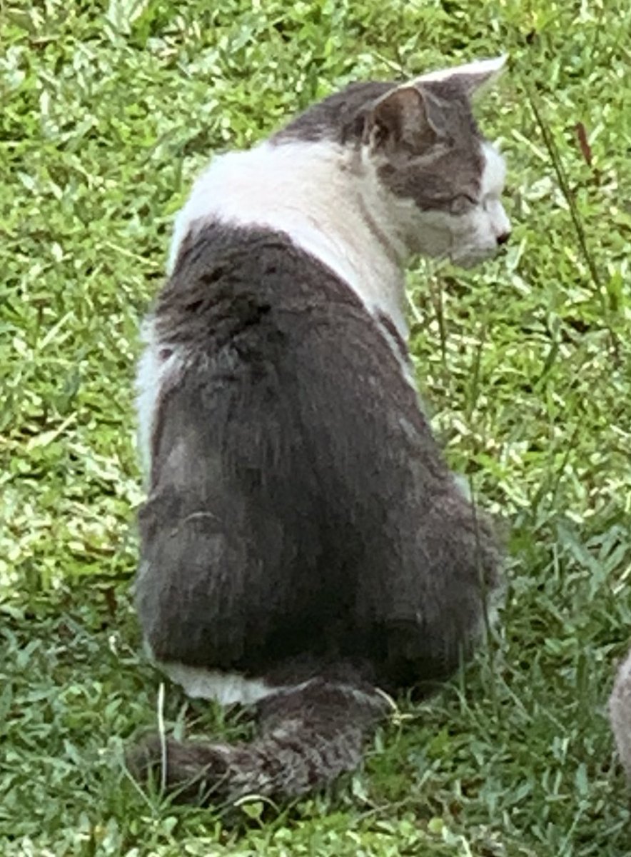 sunflwrsya's tweet photo. ‼️MISSING CAT ‼️ 
-Area rumah Kg Kubu Gajah,Sungai Buloh
-Ciri2 kucing: 
-Neutered MALE cat 
-ONE DOT on his right hand. 
-lots of dots at 1 of his ears 
-Grey&amp;white 
-Rambut mangkuk. 
-Green eyes 
Contact me at 0183643353/dm. Rewards will be given to those who found. Thank you🙏🏻 https://t.co/J43ZY0y0Ti