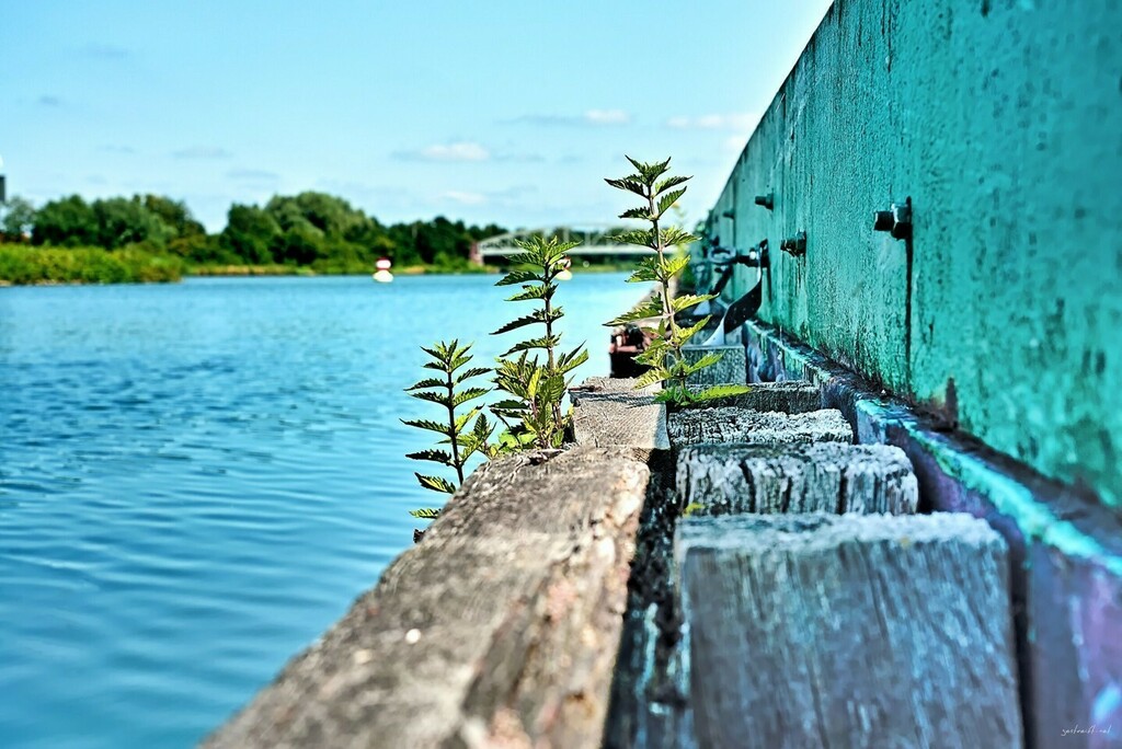 Unterwegs am Kanal.

Wenn Kanäle über Brücken fließen ... das ist auf einer der beiden Trogbrücken des Mittellandkanals bei Hannover / Seelze.

#lowangleview #niedersachsen #wasser #lowangleshot #photooftheday #mittellandkanalhannover #wanderlust #photog… instagr.am/p/Cd2gJW5Io1l/