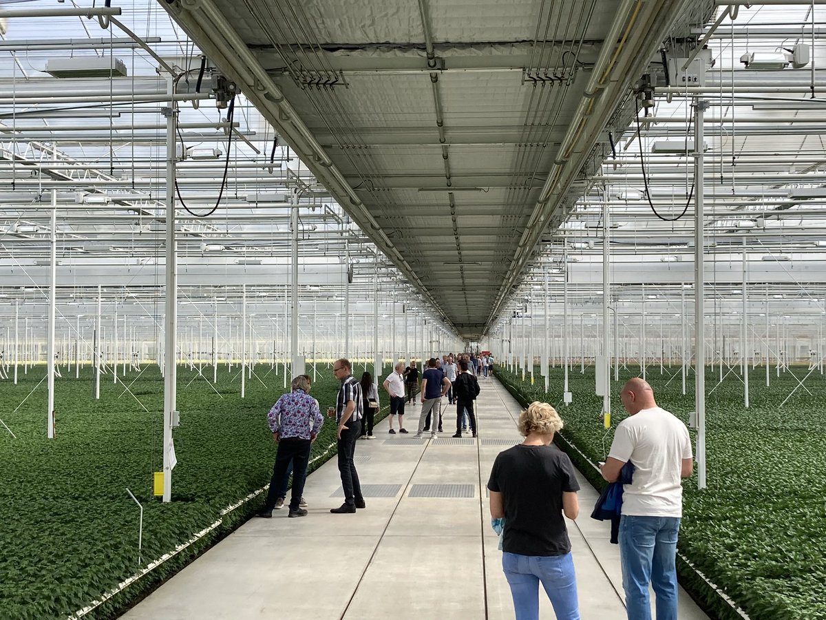bloemisterij's tweet photo. Open dag bij nieuwe chrysantenkwekerij Ugrand van de families Grootscholten en Van Uffelen, leden van @zentoo_nl . Groot (10 ha, 500 meter betonpad), modern (o.a Ledlicht, insectengaas, lbk’s en luchtslurven en twee schermen) en drukbezocht https://t.co/85YwFAc9Gl
