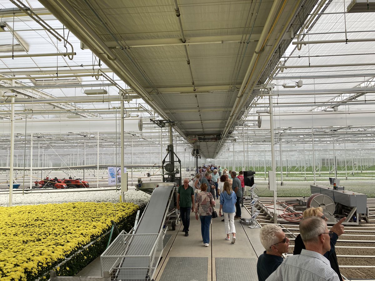 bloemisterij's tweet photo. Open dag bij nieuwe chrysantenkwekerij Ugrand van de families Grootscholten en Van Uffelen, leden van @zentoo_nl . Groot (10 ha, 500 meter betonpad), modern (o.a Ledlicht, insectengaas, lbk’s en luchtslurven en twee schermen) en drukbezocht https://t.co/85YwFAc9Gl