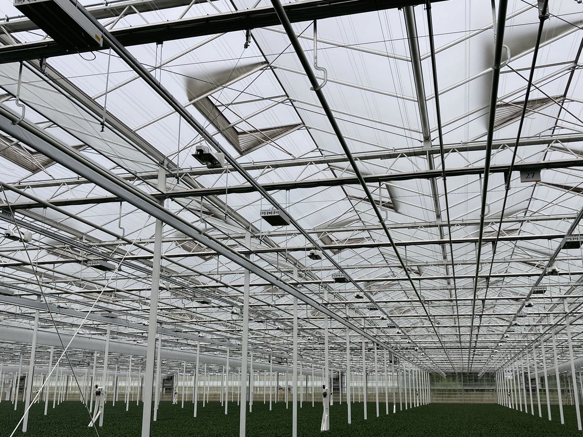 bloemisterij's tweet photo. Open dag bij nieuwe chrysantenkwekerij Ugrand van de families Grootscholten en Van Uffelen, leden van @zentoo_nl . Groot (10 ha, 500 meter betonpad), modern (o.a Ledlicht, insectengaas, lbk’s en luchtslurven en twee schermen) en drukbezocht https://t.co/85YwFAc9Gl