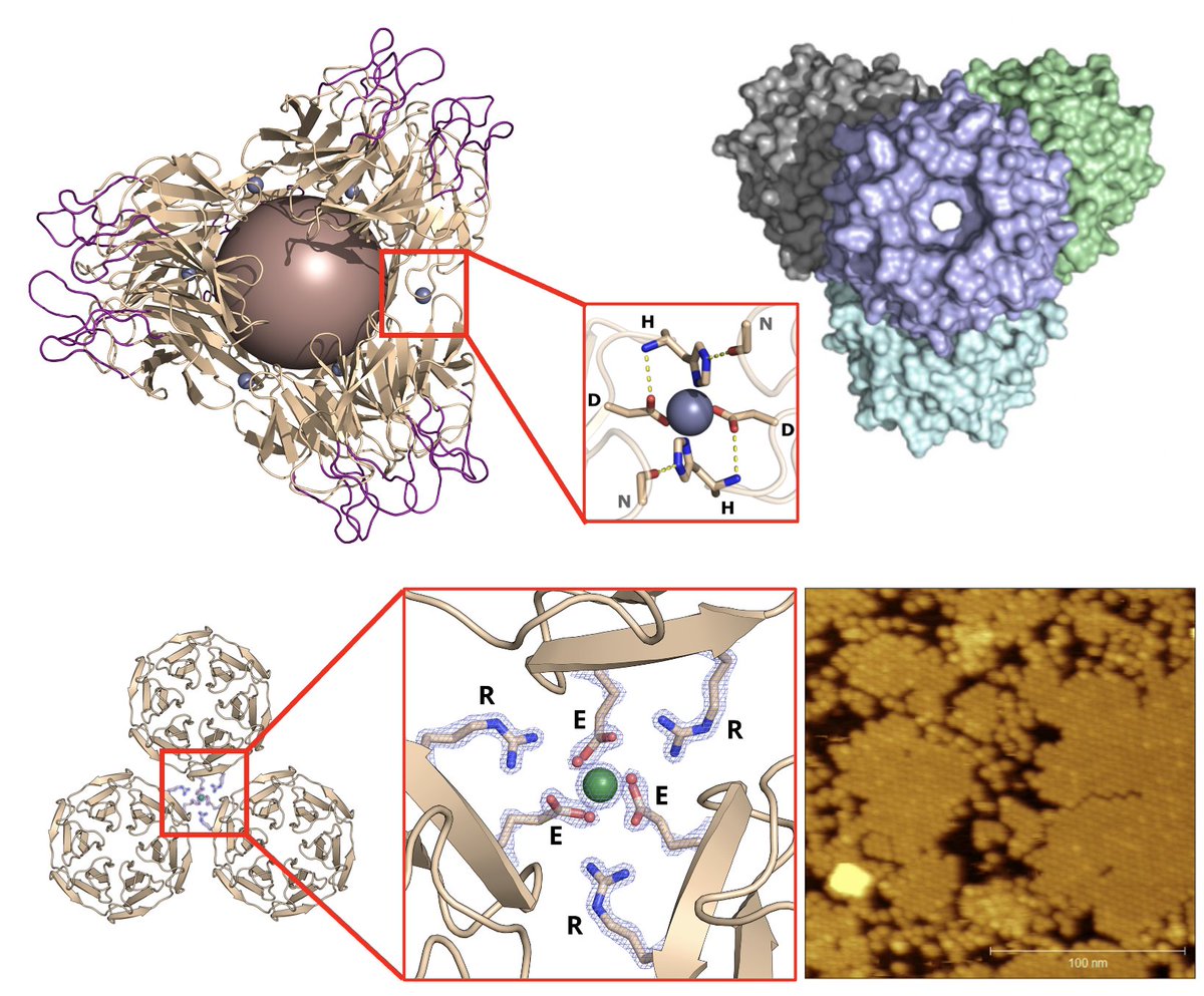 please RT: We are again/still looking for a #postdocposition  with experience in #protein purification / #xtal / #biophysics and interest in computer aided biomolecular design (protein and or drugs). PM for more info. <a href="/KU_Leuven/">KU Leuven</a>