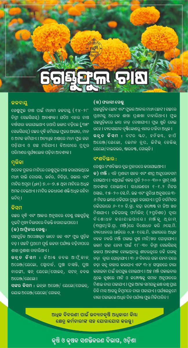 krushibibhag's tweet photo. ସୌନ୍ଦର୍ଯ୍ୟ ଓ ସୁଗନ୍ଧ ବିତରଣ କରୁଥିବା #ଗେଣ୍ଡୁ ଫୁଲ ଚାଷ ପାଇଁ ମଧ୍ୟମ ଜଳବାୟୁ ଆବଶ୍ୟକ | #ଗେଣ୍ଡୁ ଫୁଲ ଚାଷ ପାଇଁ #ସିଞ୍ଚା_ଜଳସେଚନ, #ଜମି_ପ୍ରସ୍ତୁତି #ଚାରା_ରୋପଣ ଆଦି ପଦ୍ଧତି ଅବଲମ୍ବନ କଲେ ଅଳ୍ପ ଖର୍ଚ୍ଚରେ #ଚାଷୀମାନେ ଲାଭବାନ ହୋଇପାରିବେ | @OdishaSecretary @Horticultureod1 @soilcons_odisha https://t.co/5p3qppSpOn
