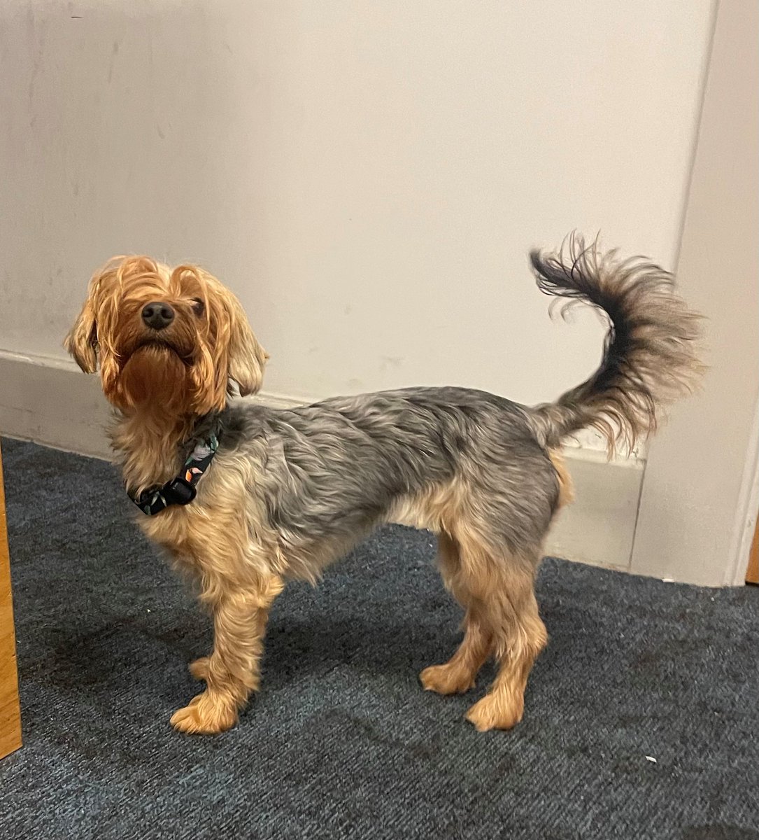 This gorgeous little lady, a Yorkshire Terrier was found yesterday evening in Ticknock Forest.  She is being well looked after at Dundrum GS but we are sure she would be happier back in her own home.   

Let's get her home so contact Dundrum Garda station 01.6665600 🐶🐶