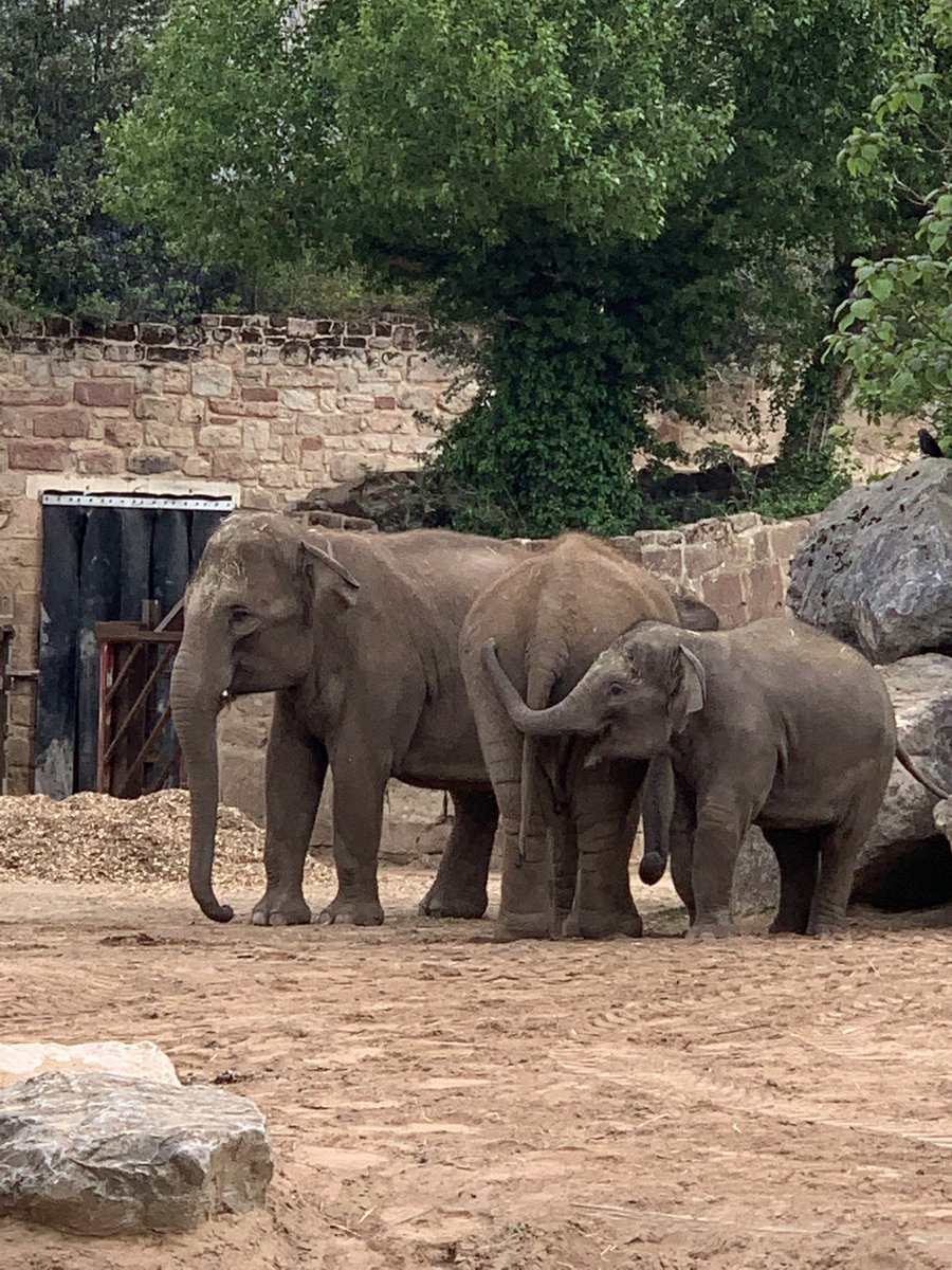 plant_debbie's tweet photo. @chesterzoo , had an amazing day yesterday visiting the zoo. My family bought me an adoption package(Elephants 🐘) . https://t.co/ftiH29GO7I