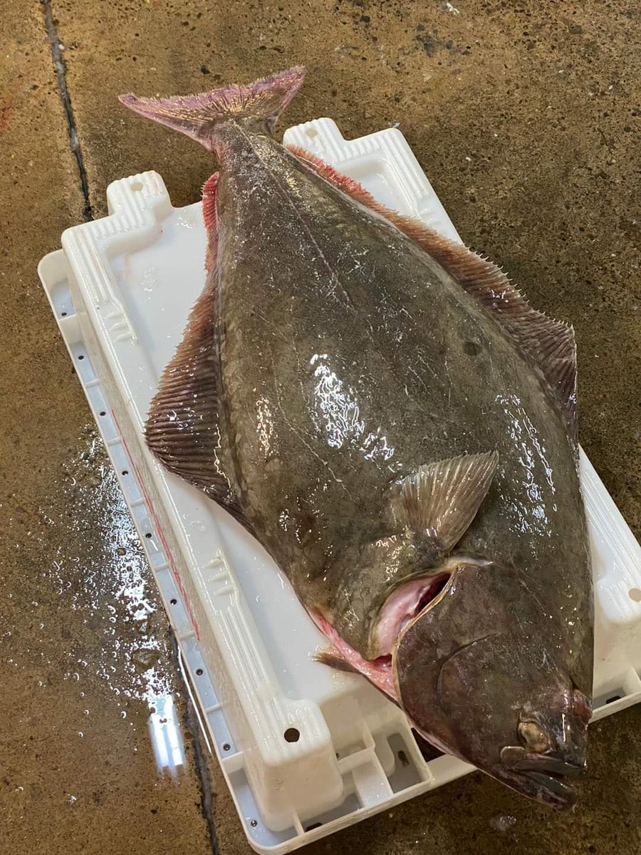The humble Halibut...... a popular choice for many fine diners 🇬🇧🌊👌
