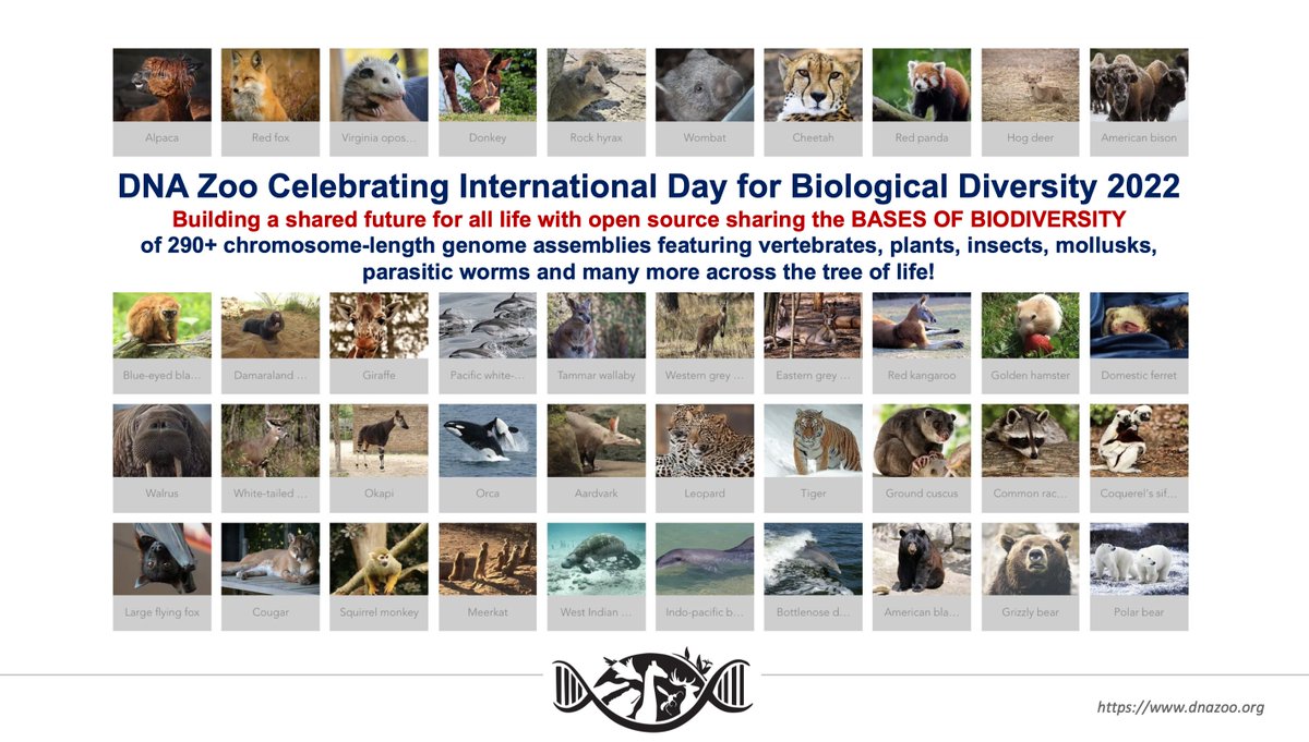 DNA Zoo Celebrating International Day for #BiologicalDiversity 2022 - Building a shared future for all life with open source sharing the BASES OF BIODIVERSITY of 290+ chromosome-length genome assemblies @erezaterez @odudcha @uwanews @bcmhouston JOIN THE MISSION follow @thednazoo!