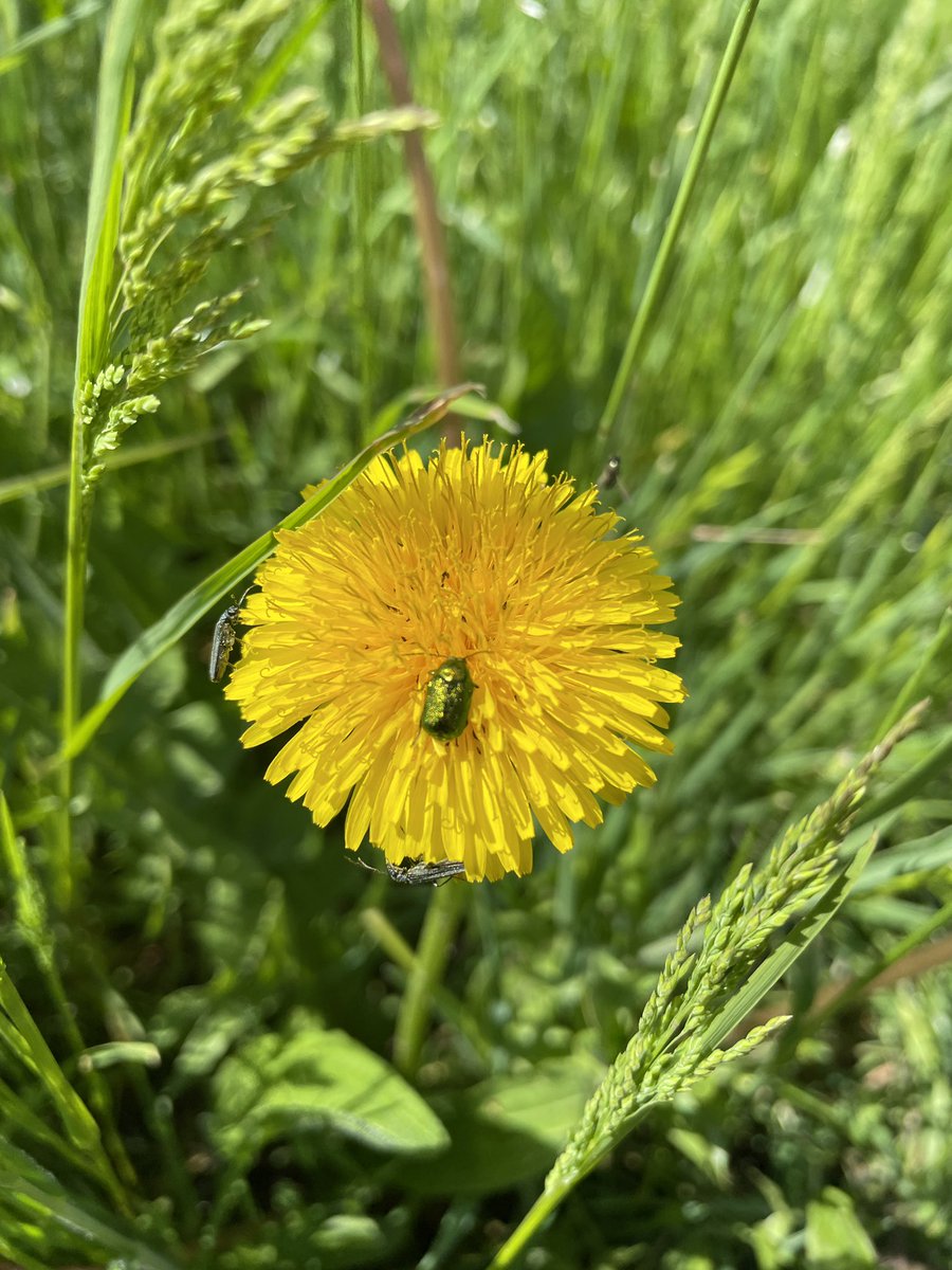 CMplantinsects's tweet photo. Yesterday we finished our workshops with an great excursion to the forestbotanical garden in Tharandt to study leaf traits and plant-insect interaction on extant plants 🍁🌿🐛🪲 Great thanks to all of our kind participants and to my co-applicants @AgatheToumoulin &amp; @dmantzouka https://t.co/t7Tfc8P0zP