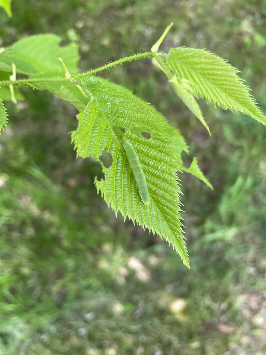 CMplantinsects's tweet photo. Yesterday we finished our workshops with an great excursion to the forestbotanical garden in Tharandt to study leaf traits and plant-insect interaction on extant plants 🍁🌿🐛🪲 Great thanks to all of our kind participants and to my co-applicants @AgatheToumoulin &amp; @dmantzouka https://t.co/t7Tfc8P0zP