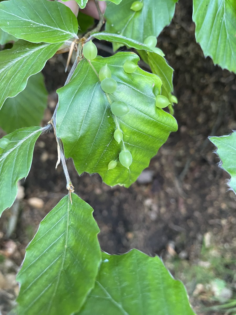 CMplantinsects's tweet photo. Yesterday we finished our workshops with an great excursion to the forestbotanical garden in Tharandt to study leaf traits and plant-insect interaction on extant plants 🍁🌿🐛🪲 Great thanks to all of our kind participants and to my co-applicants @AgatheToumoulin &amp; @dmantzouka https://t.co/t7Tfc8P0zP