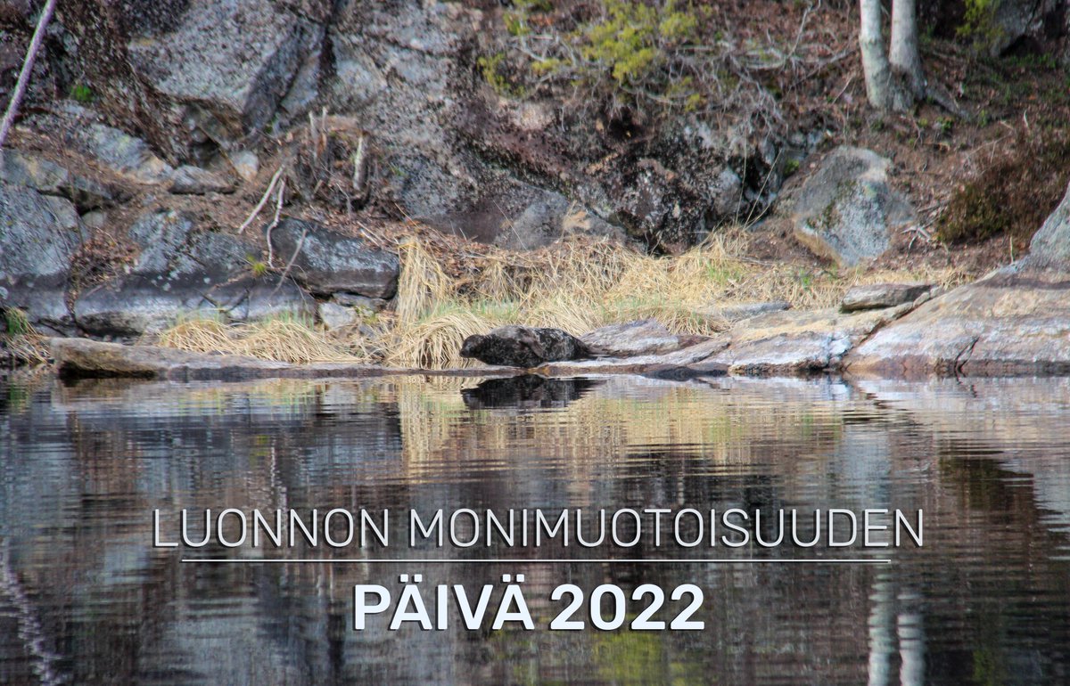 Tänään on luonnon monimuotoisuuden päivä! 🌼

Tämän vuoden teema on "Yhteisen tulevaisuuden rakentaminen kaikelle elämälle". 

📸Kristian Liljeström

Lisätietoja päivästä: un.org/en/observances… 

#saimaageopark #UNESCOGlobalGeopark #ForNature #Biodiversiteettipäivä