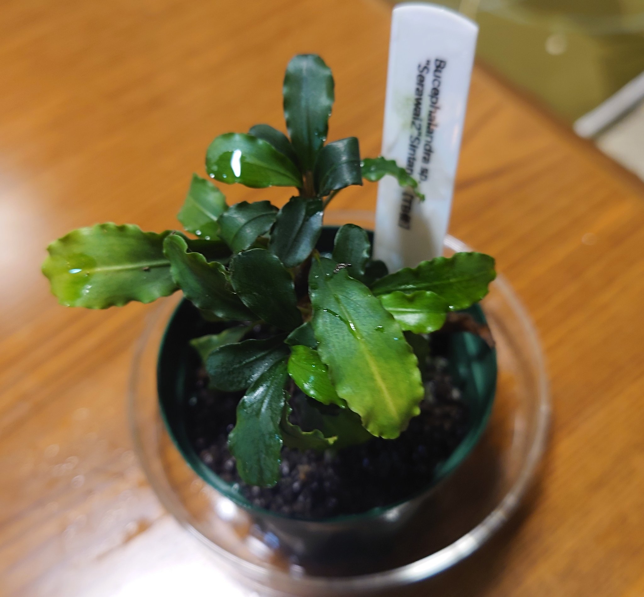 Endlerslove ブセファランドラ Sp Serawai2 色がイマイチ そろそろ株分けします T Co Uo8tsst2e5 Twitter Endlerslove ブセファランドラ Sp Serawai2 色がイマイチ そろそろ株分けします T Co Uo8tsst2e5 Twitter