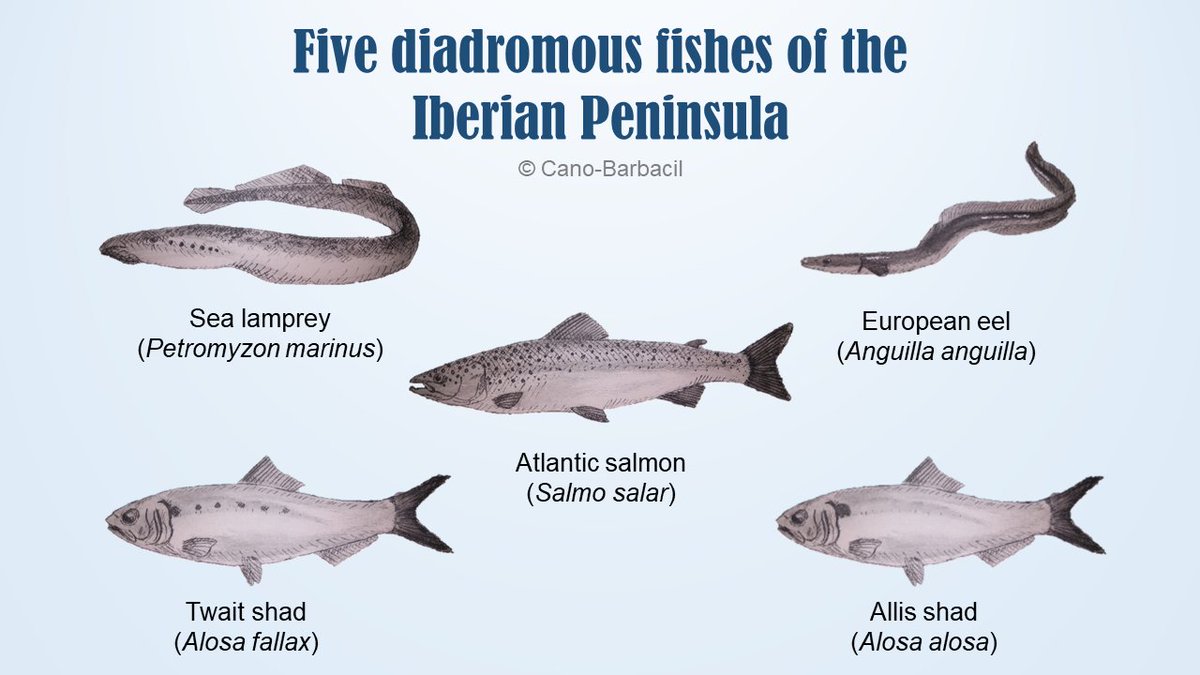 Yesterday was #WorldFishMigrationDay 🐟, so for today's #SundayFishSketch I'm sharing with you this infographic with 5⃣ #migratory #fish species of the #IberianPeninsula.

#sciart #scifish