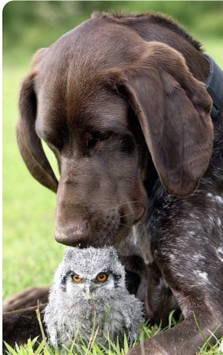 moirangus's tweet photo. My memory of my beloved #ShorthairedGermanPointer He was a gentle soul who has long since gone to doggy heaven 34 years ago๐ข https://t.co/M15LRSAa8j