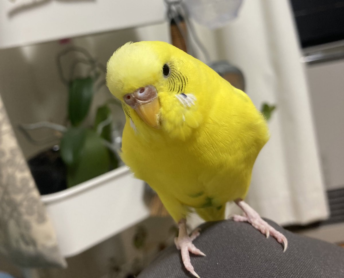 kona_ume's tweet photo. こなつ大人しいわああ🥰 https://t.co/mj13BZqXaz