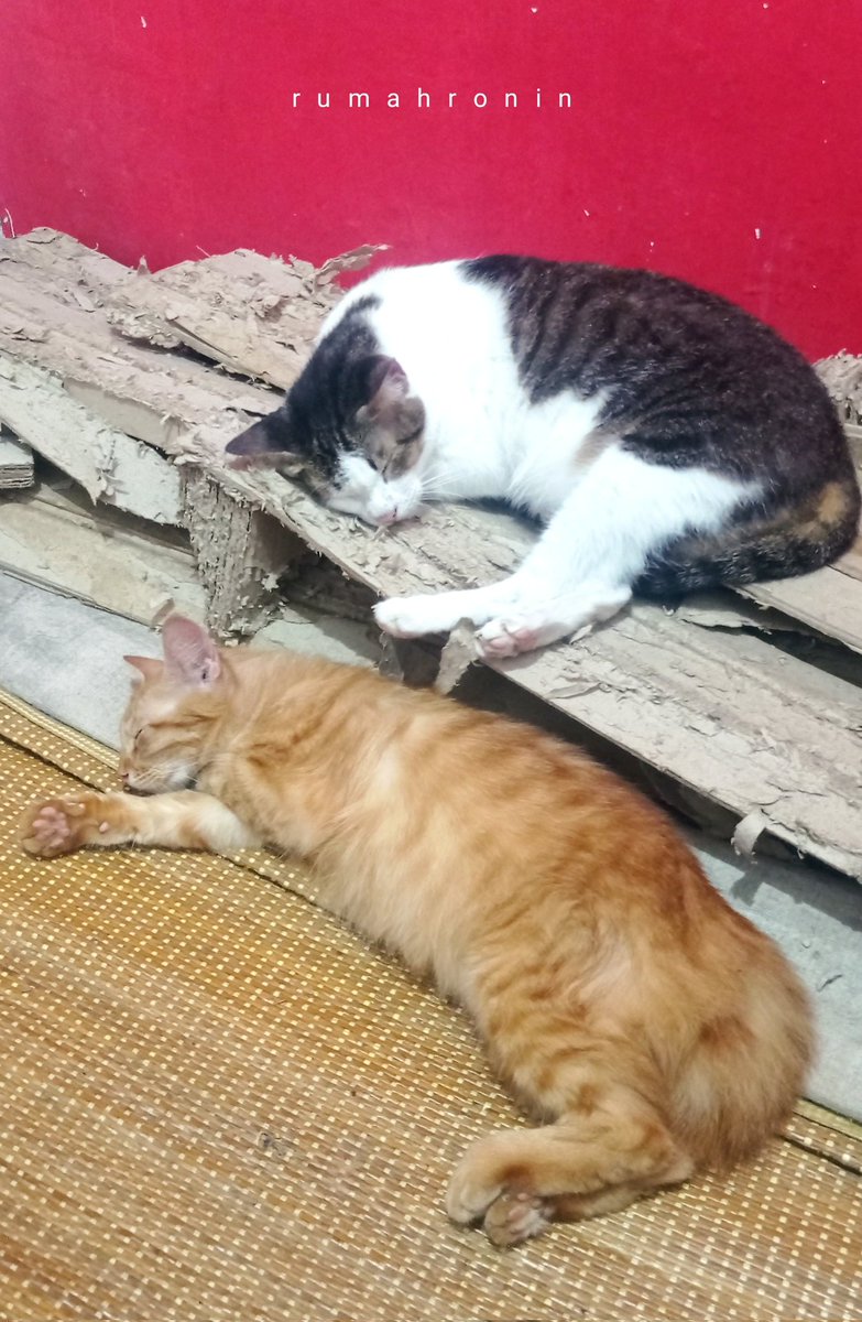 CasperMeong's tweet photo. tidur sore.. 

aa bintang n yongci. 

#RumahRonin
#SundayFunday 
#CatsOfTwitter https://t.co/vNhCNXO87v