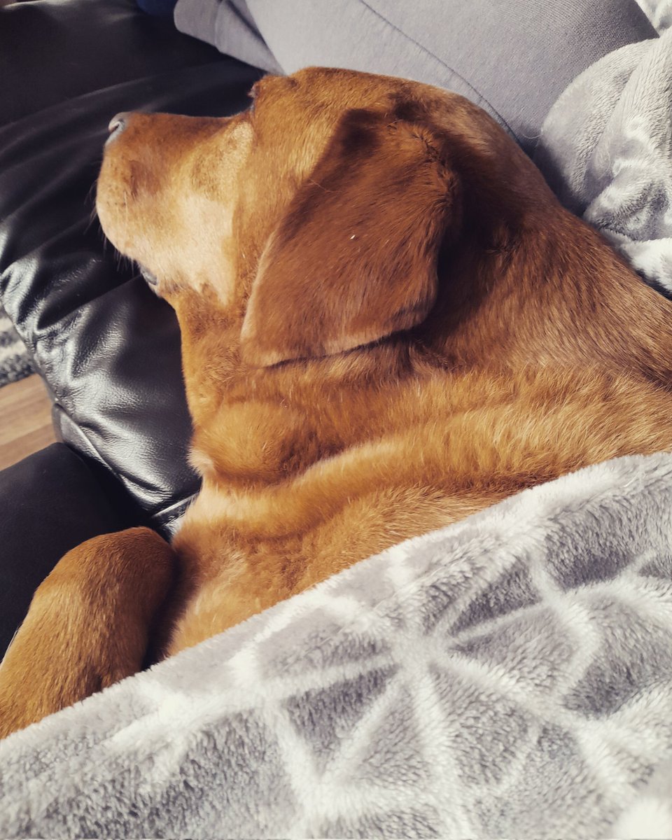 aspencerwriter's tweet photo. Sunday pup snuggles while editing 🐶💕

#DogsofTwittter #redfoxlabrador #amediting #amwriting https://t.co/JYCE5etigb