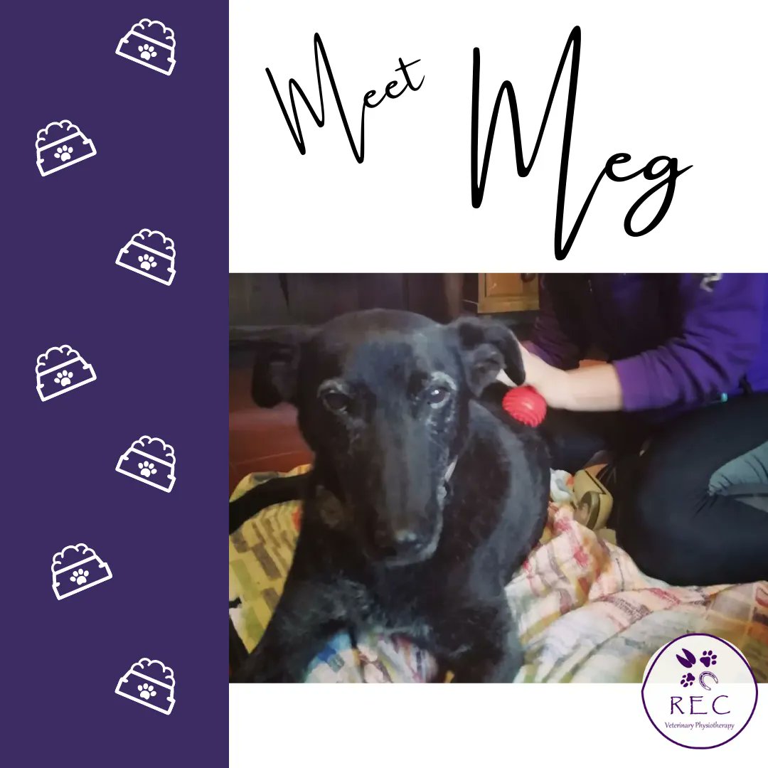 recvetphysio's tweet photo. I had the pleasure of meeting the lovely Meg of the  @Gwenschoice Canine Crew to help her with some aches and niggles she has been feeling recently. 
If you haven't already, head over to Gwen's Choice and give them a try for top quality, natural food and treats for your dog. https://t.co/ibdJ2BfwMR