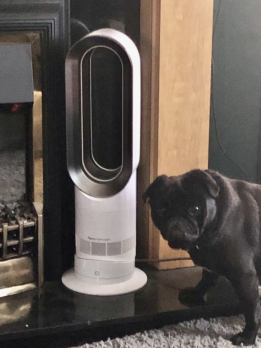 MadleeRage29's tweet photo. Today’s face off before he batters the life out of Dyson Fury! #Pugnacious #Pug
Winston V Dyson Fan @Tyson_Fury @Dyson 🐶🥊 https://t.co/M0zGtMUEHT