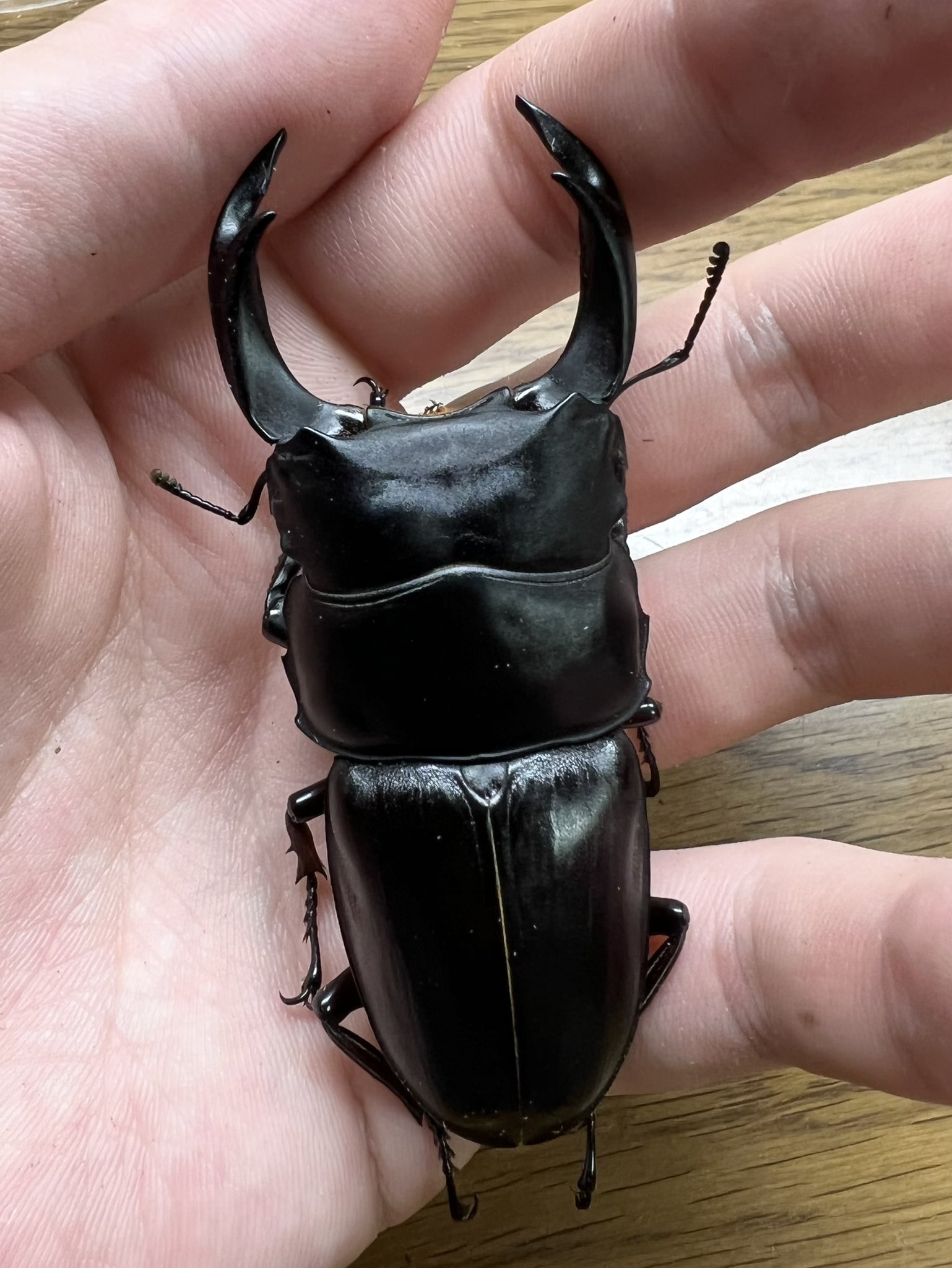 太郎 Ggdamon Twitter