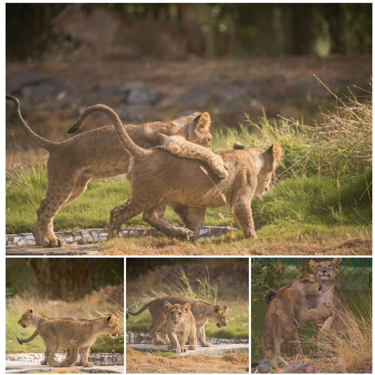 drrajivguptaias's tweet photo. Reva &amp; Simba, two adorable lion cubs born to lioness Shraddha, are released in the sprawling jungle safari at Ekta Nagar today. They are healthy &amp; playful, thanks to the warmth &amp; care by trained caretakers. #BiodiversityDay https://t.co/H536hSZfsH
