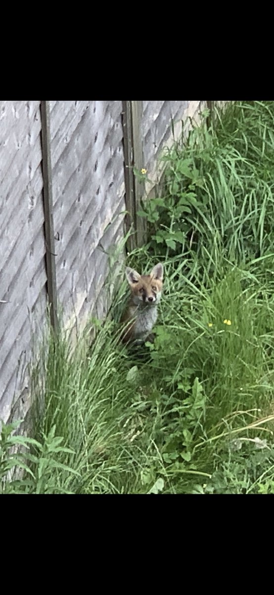 Two fox cubs bouncing round the garden this morning. #FoxOfTheDay