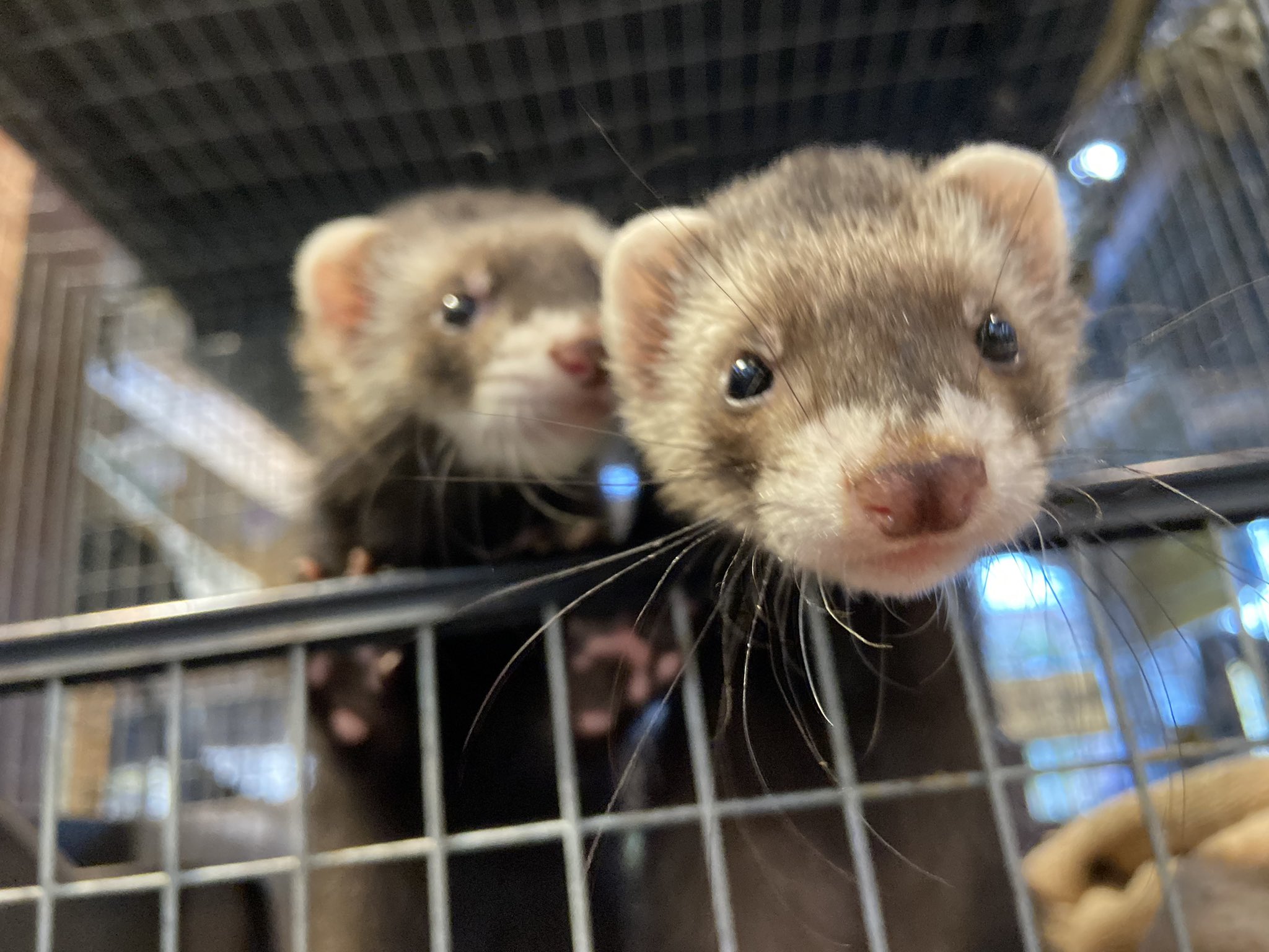 熱帯倶楽部 東川口本店 仲良しセーブルず 22年3月6日生まれの マウンテンビューフェレット達です マウンテンビュー フェレット フェレット かわいい 可愛いと思ったらrt セーブル ペット T Co Qwr7bzfe1w Twitter