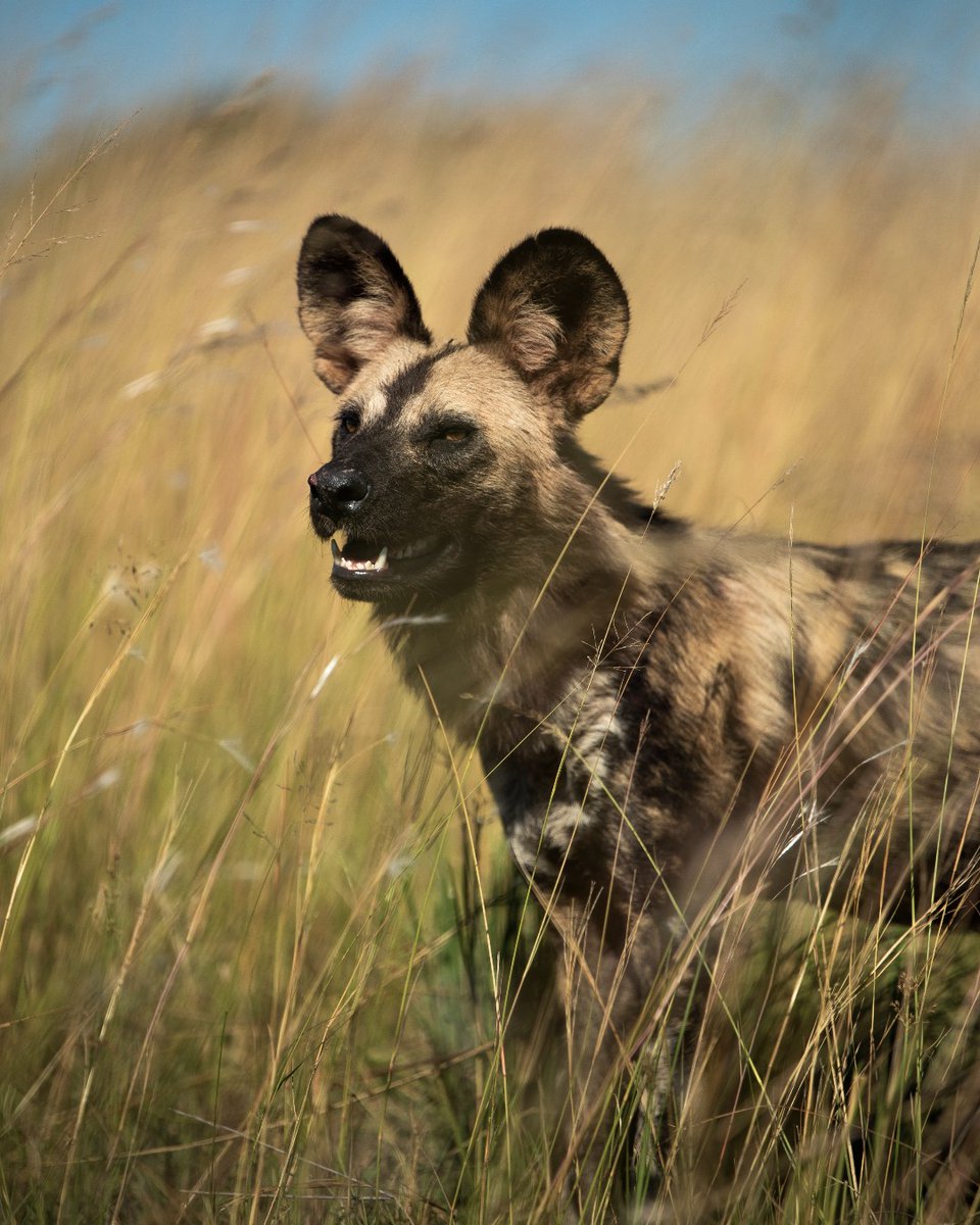 WeAreWilderness's tweet photo. This week we celebrated #EndangeredSpeciesDay; a reminder to renew our efforts in #conservation. Every journey with us supports the protection of the inhabitants of our pristine #wilderness. See the endangered African wild dog with us: https://t.co/f2m42J8HCd

#WildernessSafaris https://t.co/mvaCzeO54E