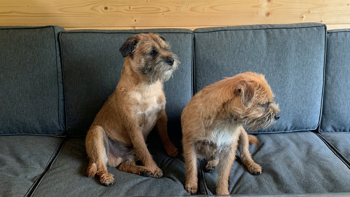 fleurrbie's tweet photo. Mr Scout is missing - on the left. Jumped out of hubby’s car when he was crop
Walking at Kinnettles. Please could everyone keep an eye open. 
Worried sick 😢@C_GRitchie don’t know if this is still your locality ..? https://t.co/UWigBLyrPw