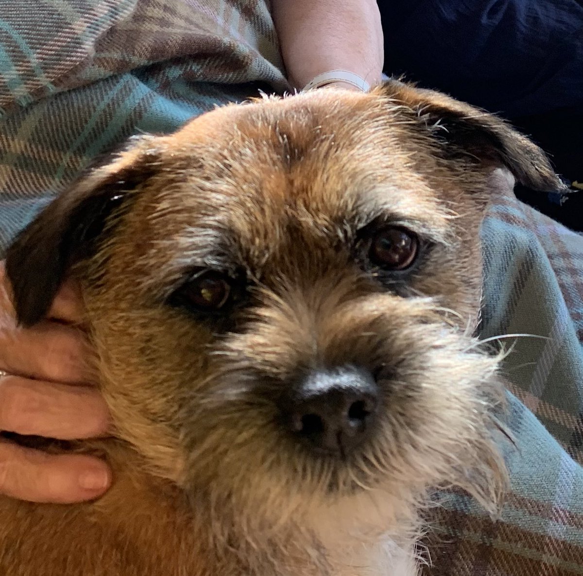 fleurrbie's tweet photo. Mr Scout is missing - on the left. Jumped out of hubby’s car when he was crop
Walking at Kinnettles. Please could everyone keep an eye open. 
Worried sick 😢@C_GRitchie don’t know if this is still your locality ..? https://t.co/UWigBLyrPw