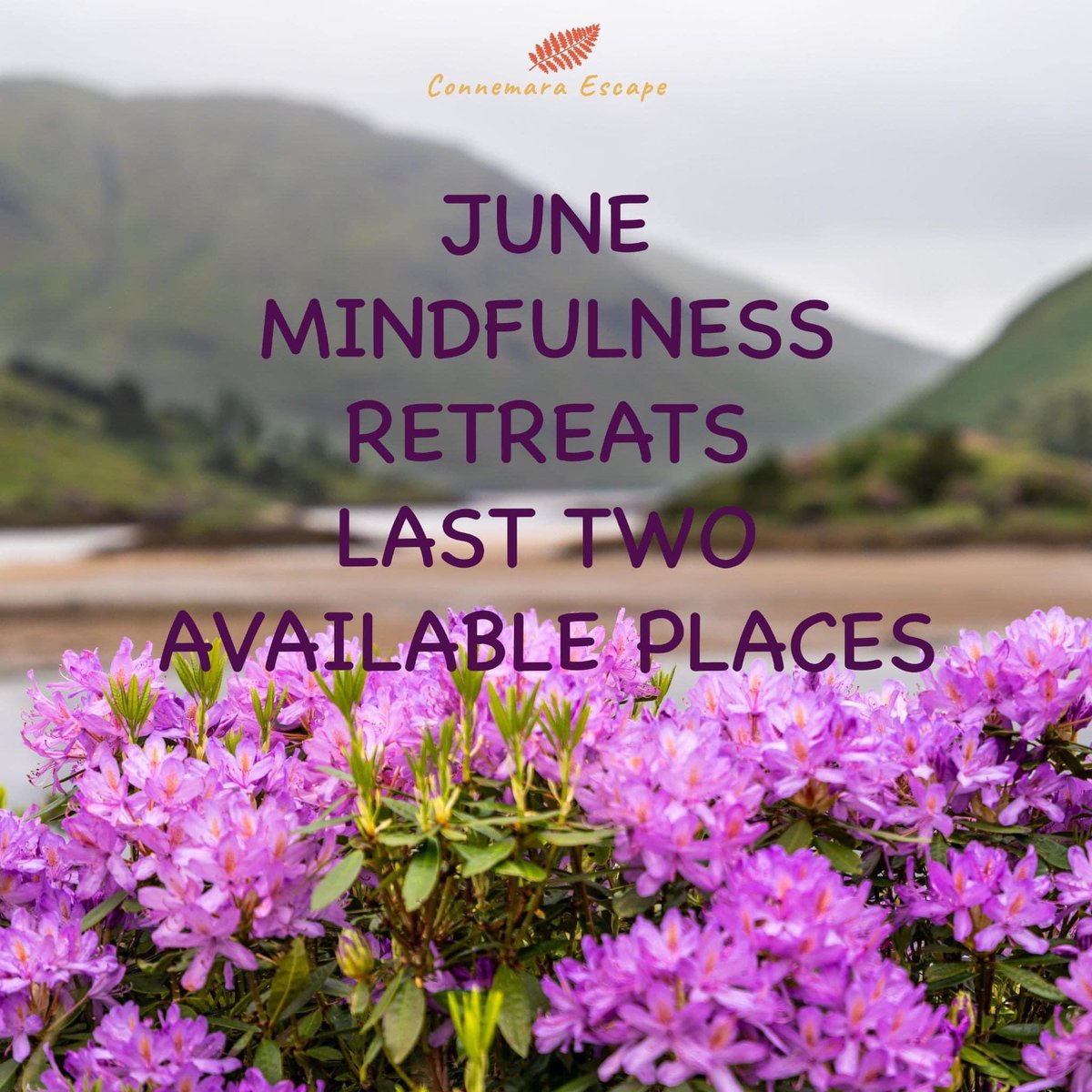 ConnemaraE's tweet photo. Last two places to join our Retreats in Connemara this June ❤️🙌❤️more details : https://t.co/Wuh4drZDEI https://t.co/Z20sDkItZW
