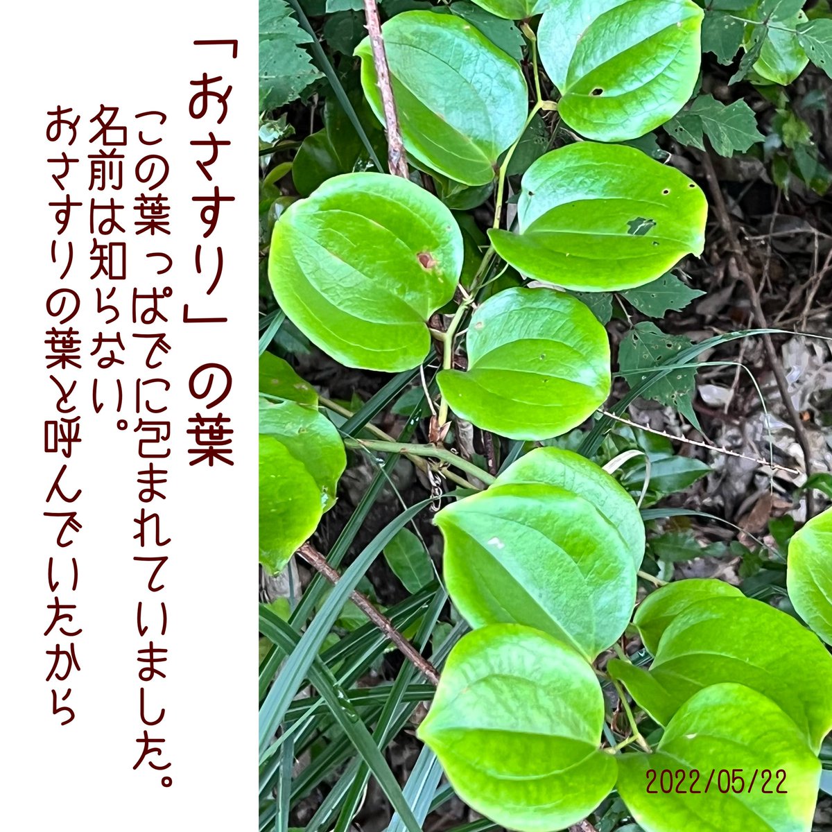 かしわもち #柏餅